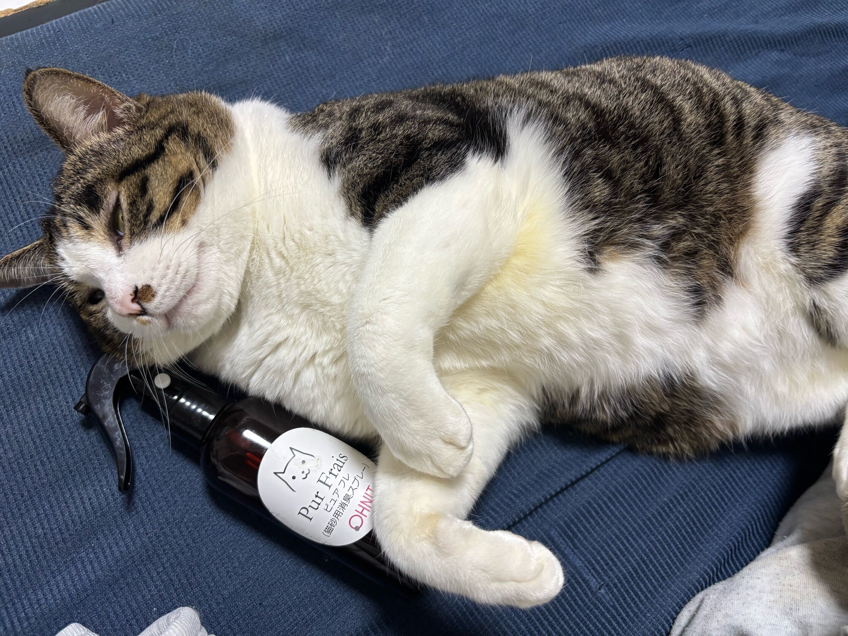 実際に使ったお客様の声】保護猫のニャンタくんの飼い主さんより