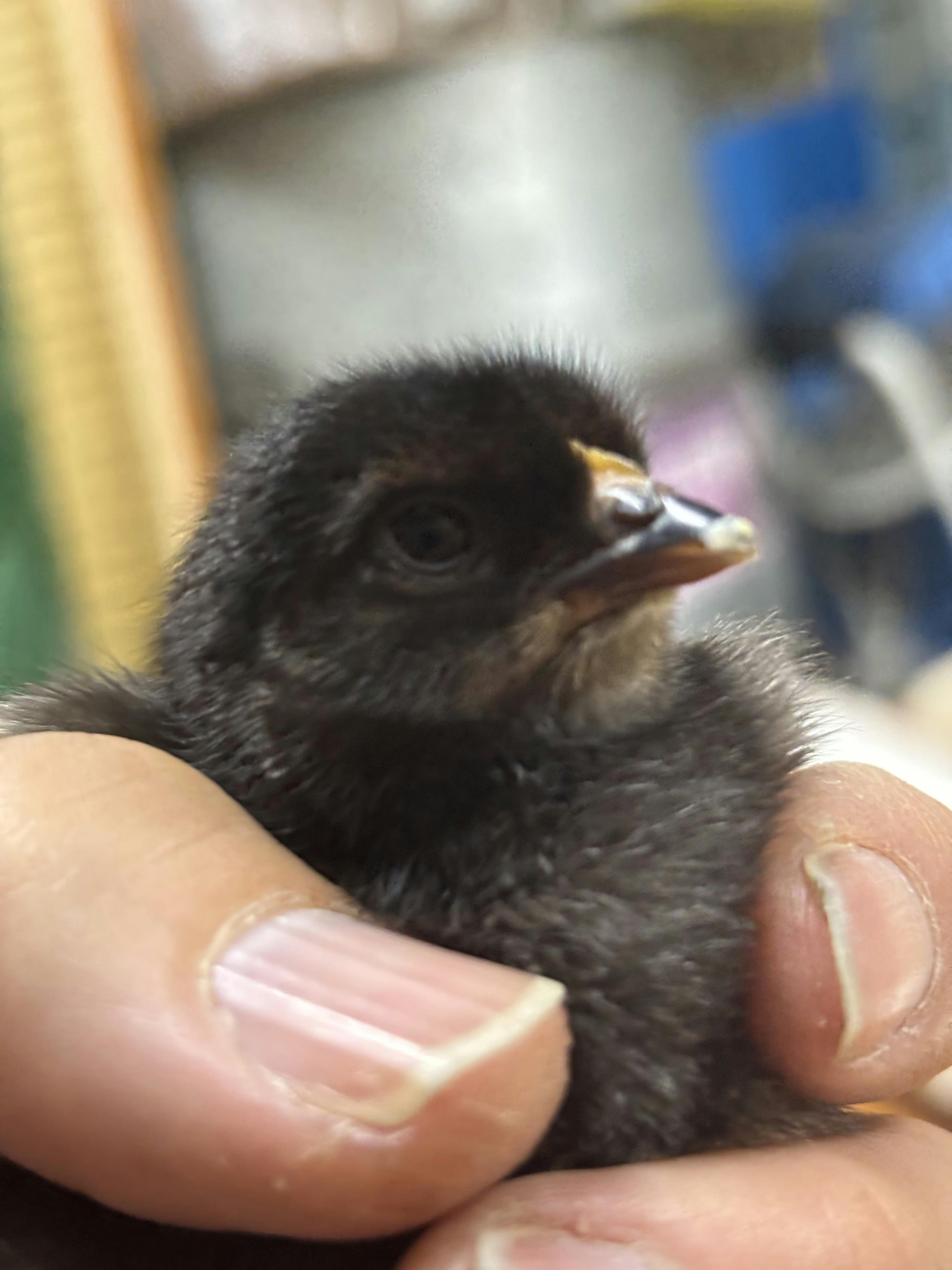 ヒヨコが来ました - CAMPFIRE (キャンプファイヤー)