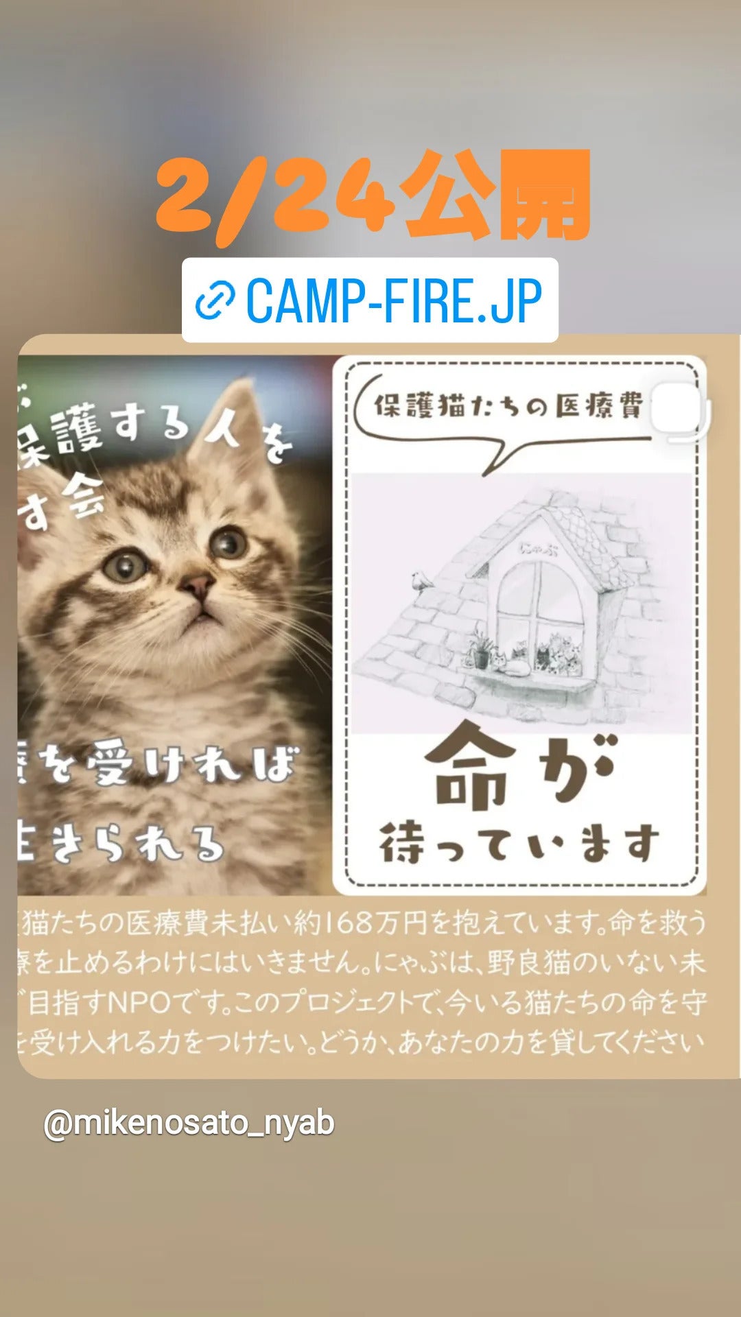 野良猫のいない未来を目指せ！保護猫150頭の命を繋ぐ入院費168万円にご