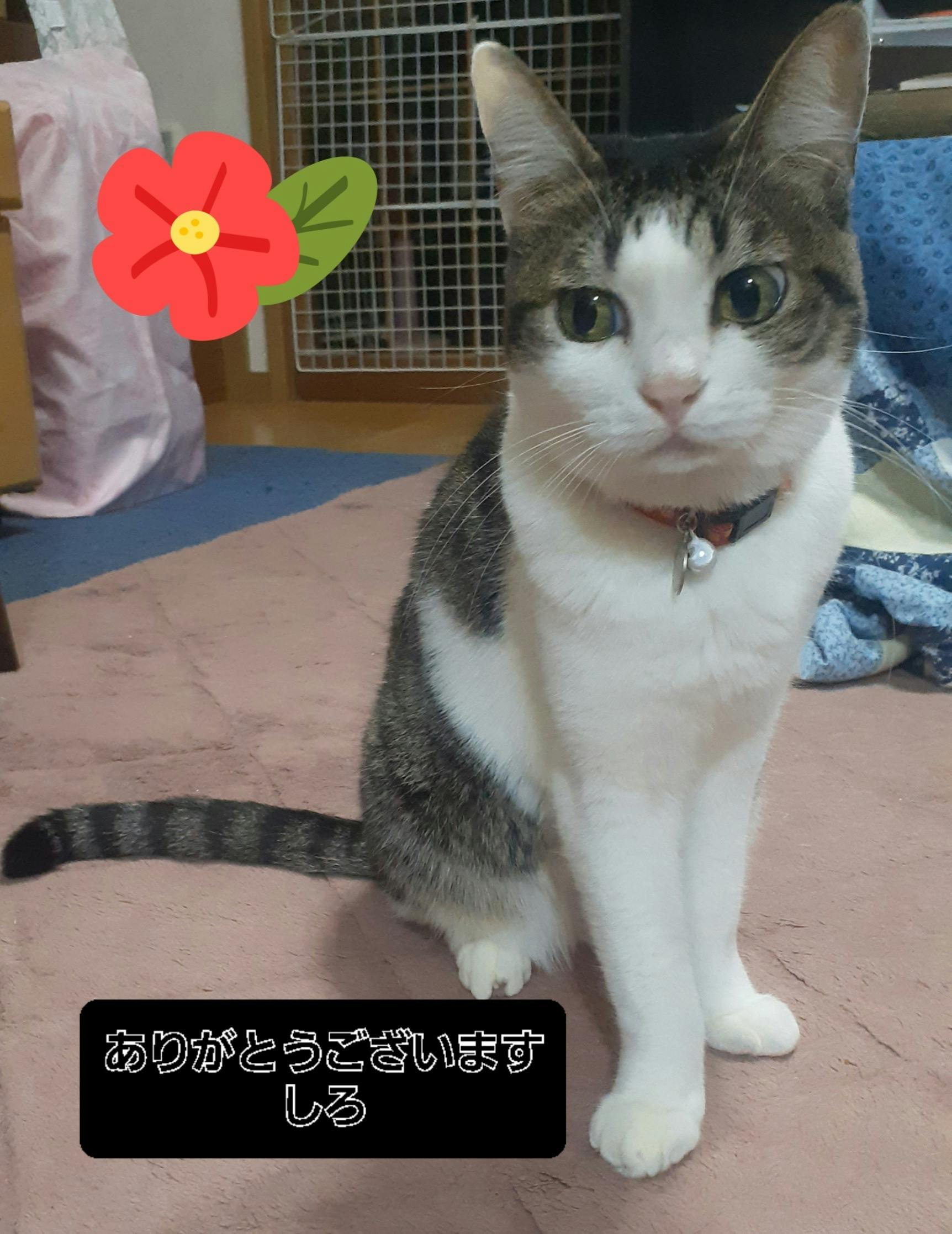 ご支援金のお知らせ - CAMPFIRE (キャンプファイヤー)