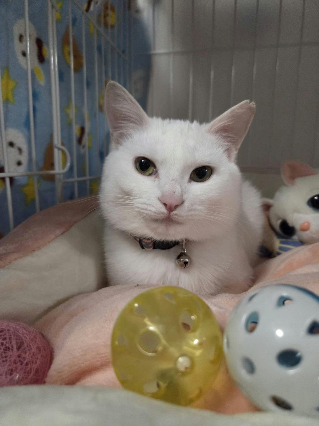 ミミちゃん、正式譲渡のお知らせ - CAMPFIRE (キャンプファイヤー)