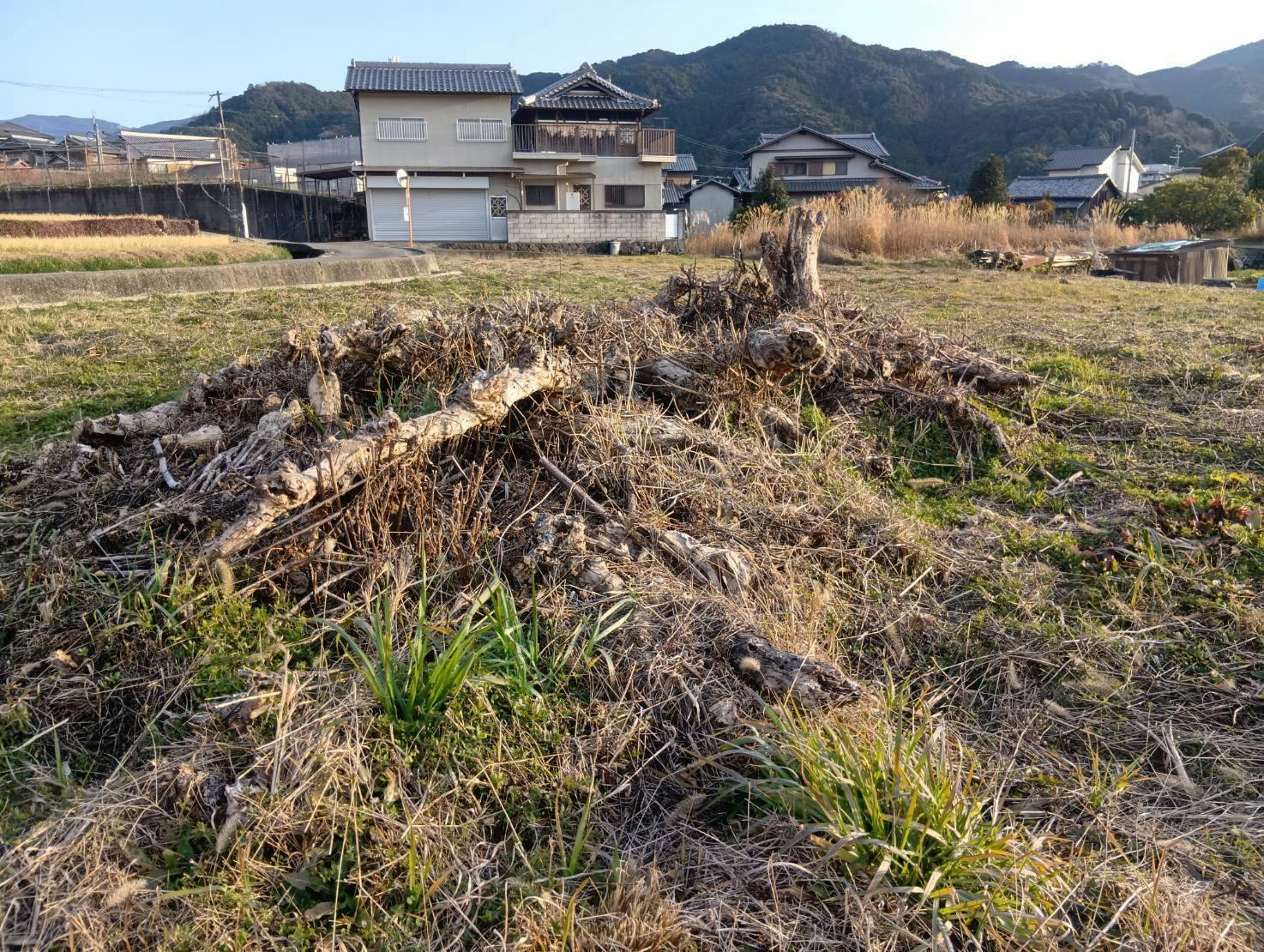 山椒プロジェクト開始いたしました。 - CAMPFIRE (キャンプファイヤー)