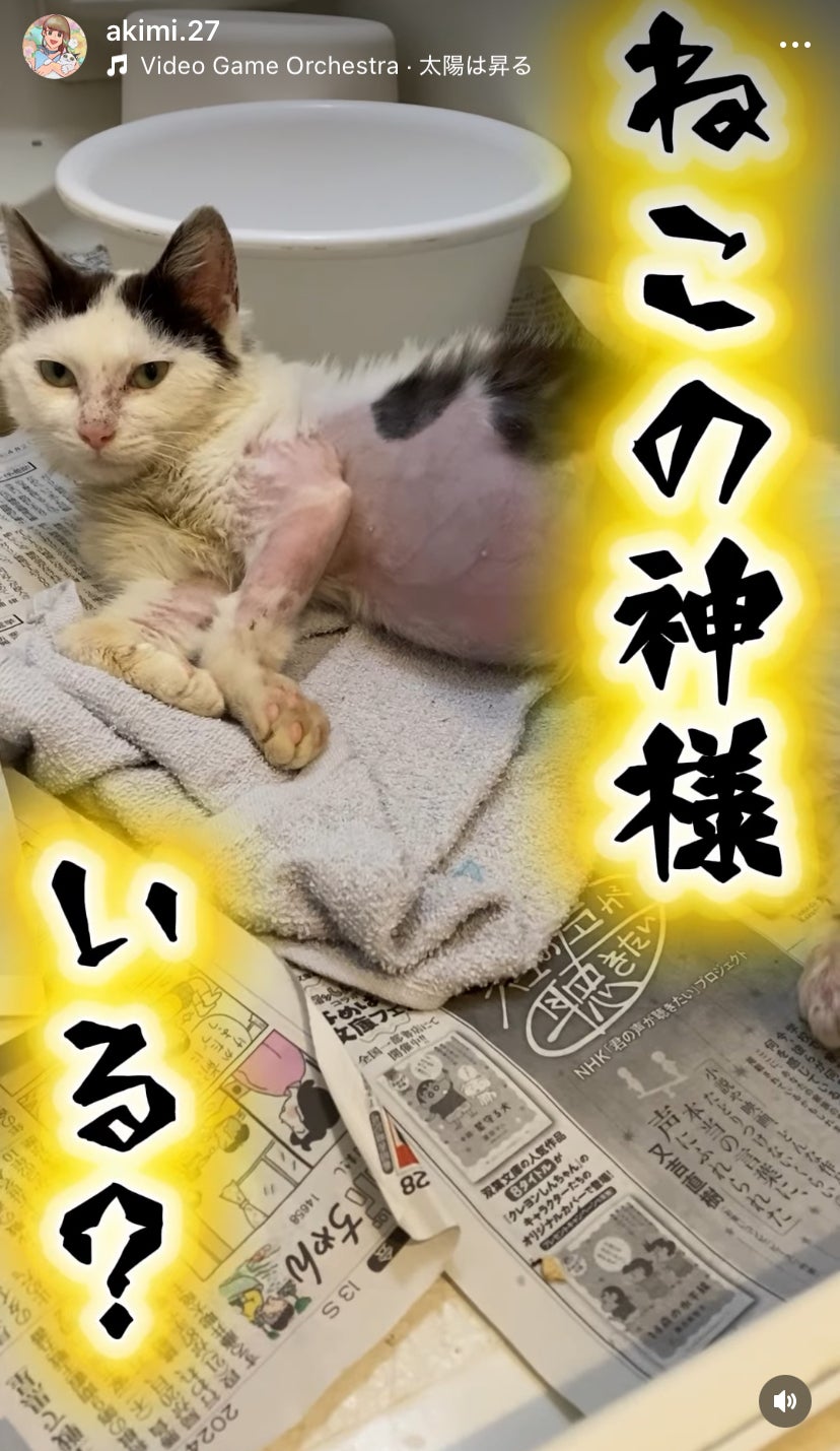 猫の神様っているの？ - CAMPFIRE (キャンプファイヤー)