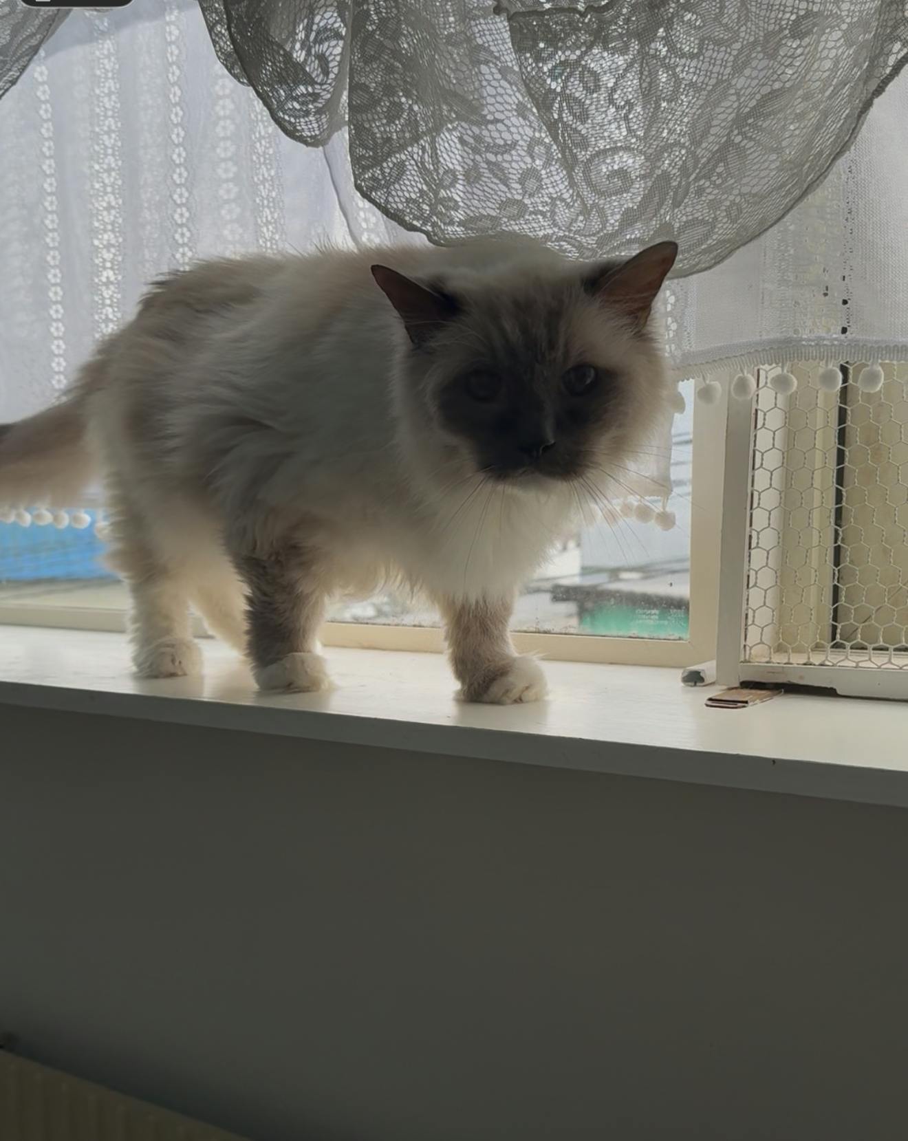 猫カフェ開業9年目、クラファン最終日を迎える