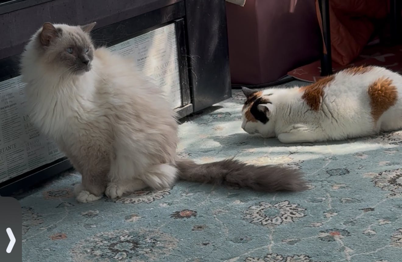 猫カフェ再開へ！支援プロジェクト終了で次のステージへ