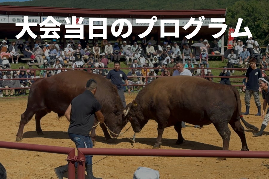 闘牛 はじめてでも楽しめる闘牛大会 - CAMPFIRE (キャンプファイヤー)