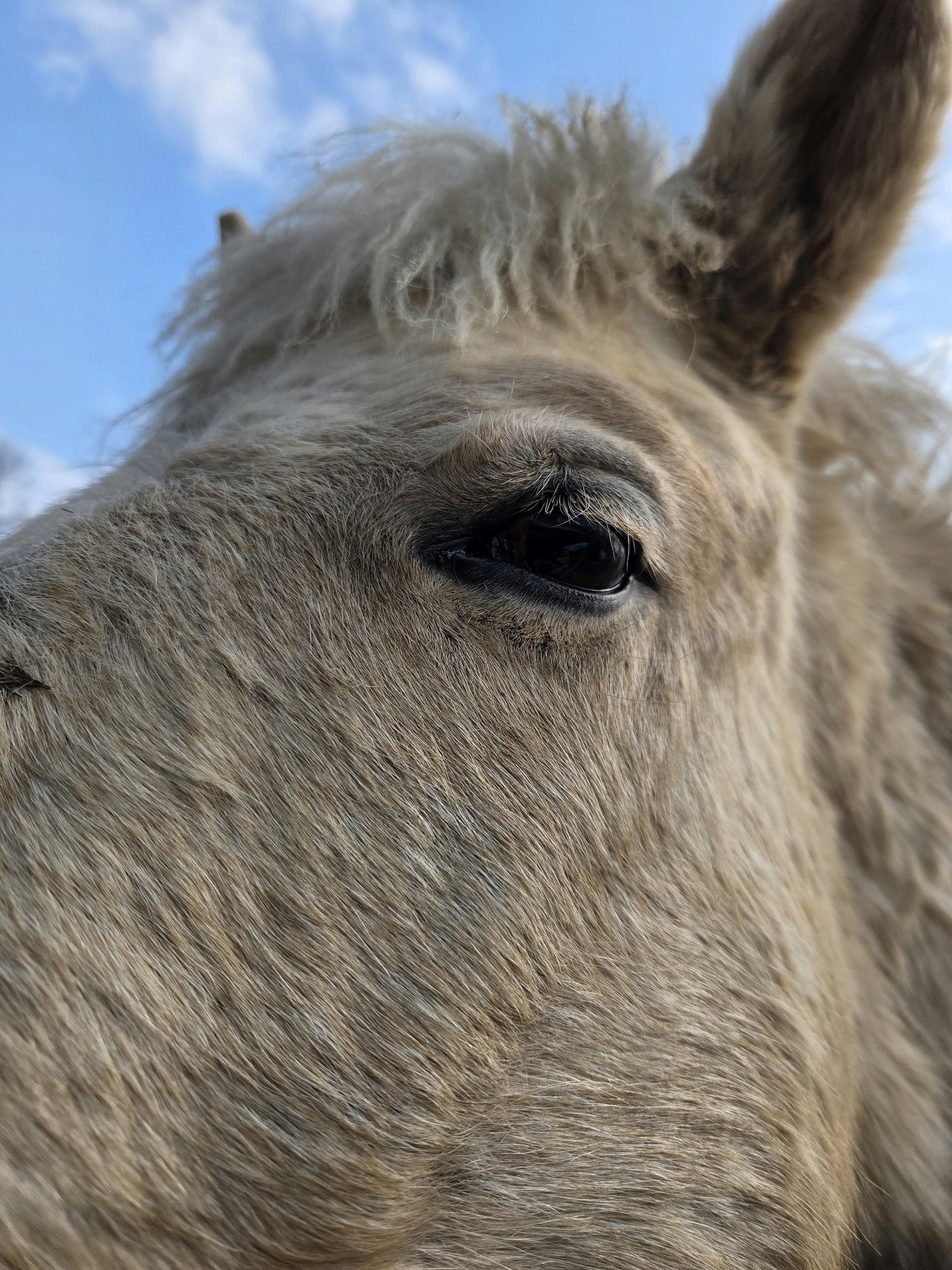 北海道の牧場プロジェクトに注目！
