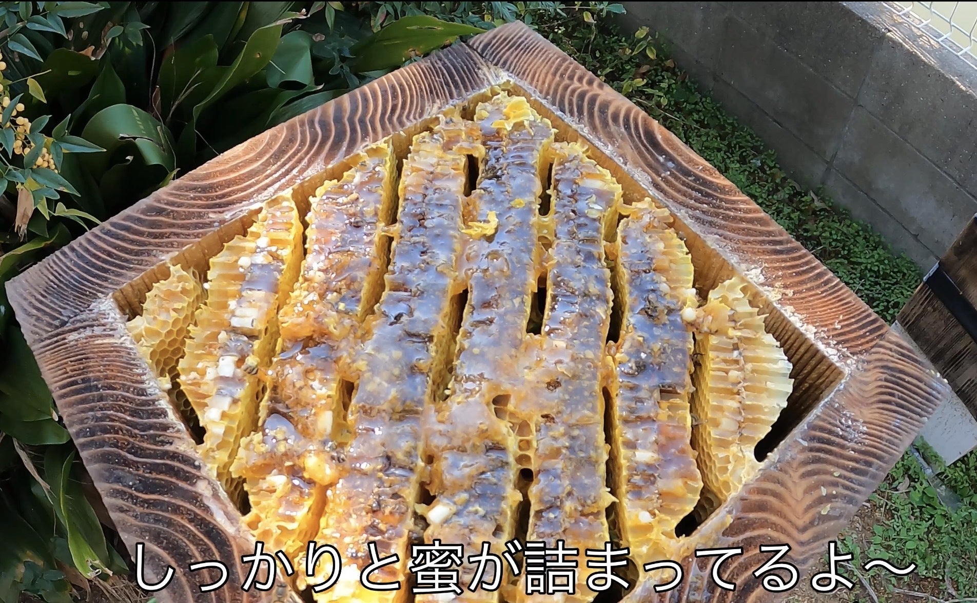 日本天然ミツバチ　3本セット 残り3日。日本ミツバチの蜂蜜の価値を、もっと知ってほしい｜日本