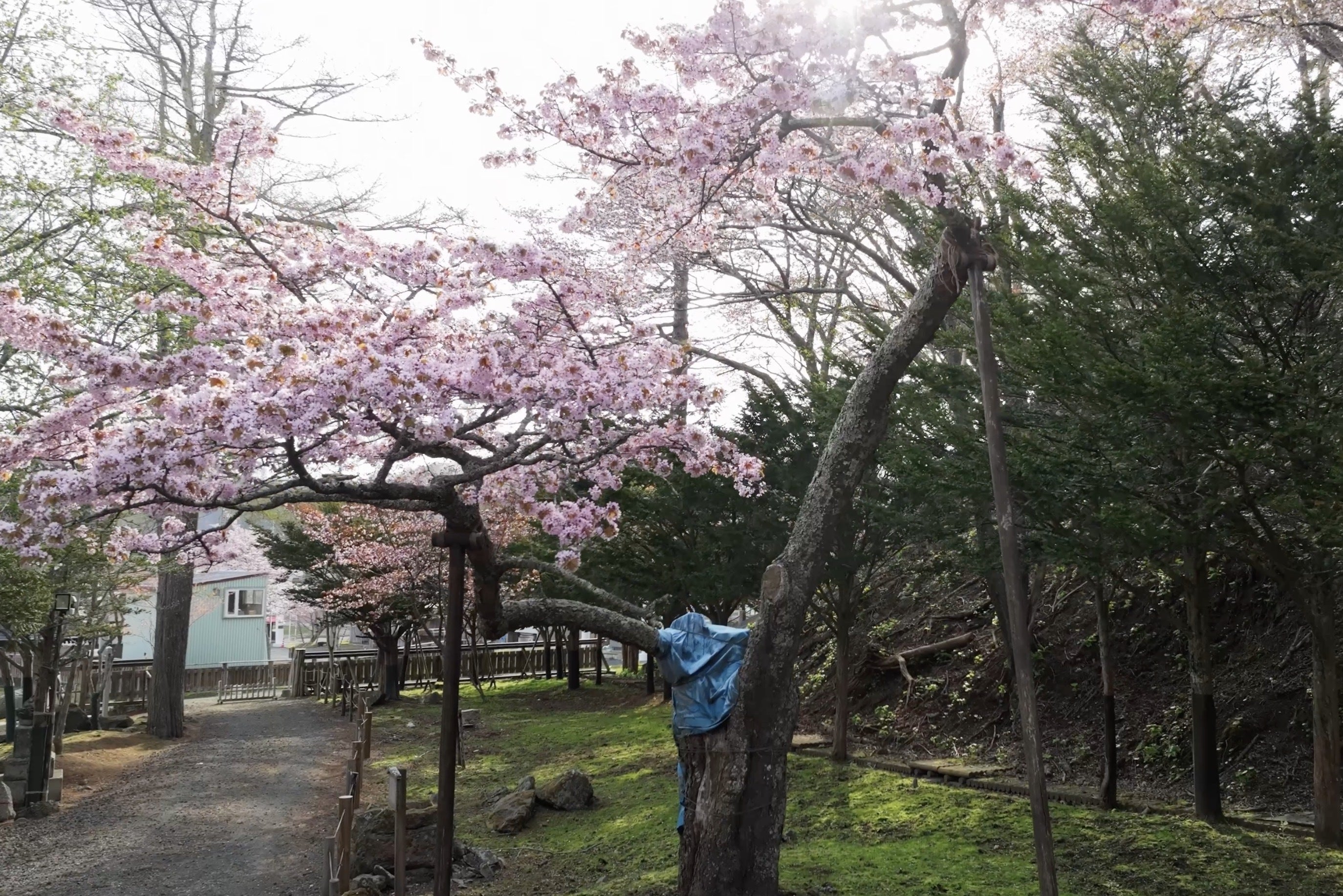 桜前線最後の地、北海道へ - CAMPFIRE (キャンプファイヤー)