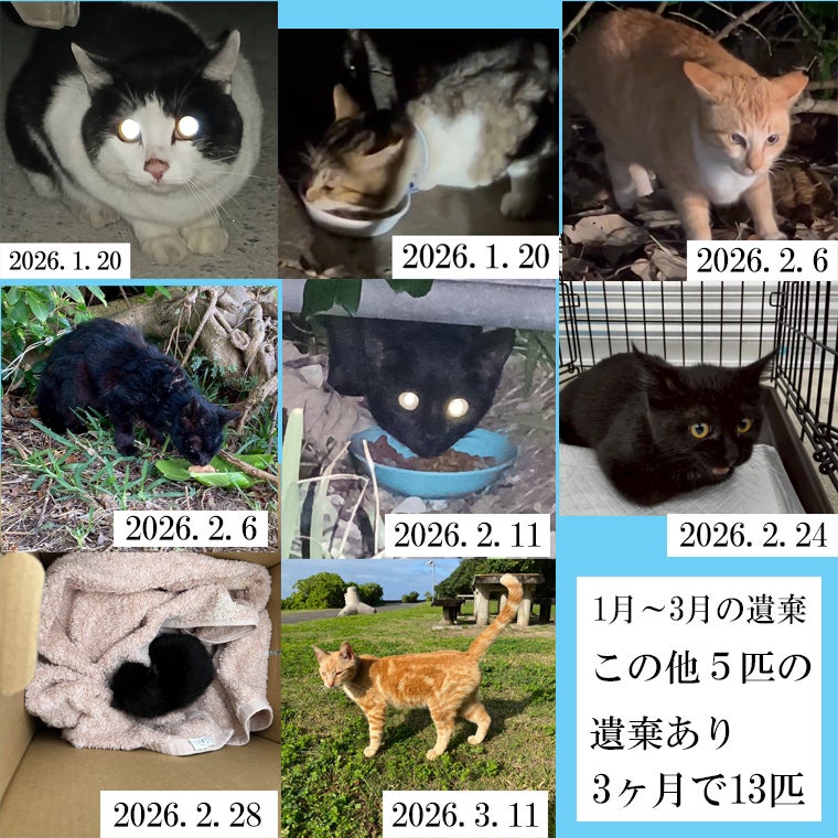 猫飼ってます@断捨離中出品 2026年の遺棄 - CAMPFIRE (キャンプファイヤー)