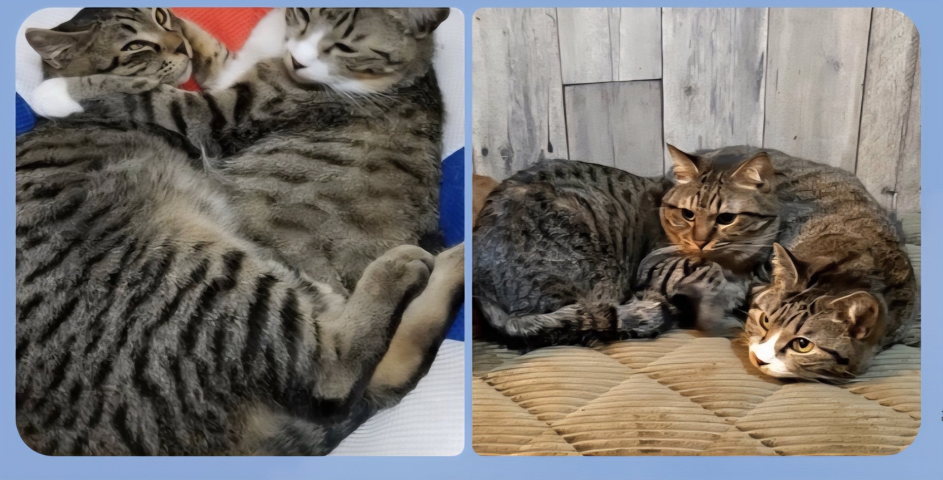 21匹の猫ちゃん 3匹のわんちゃん 自己紹介します まぁむ君 花音ちゃん