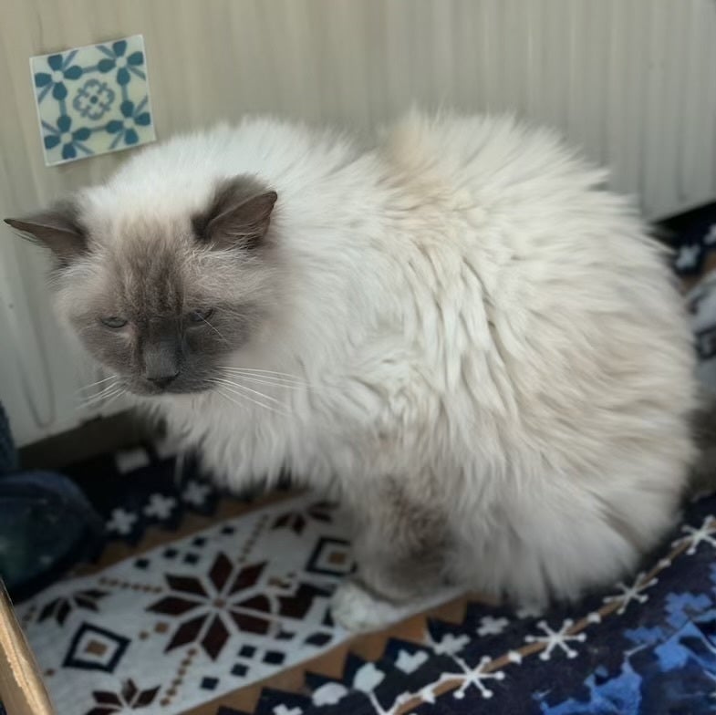 猫カフェ再生プロジェクトで愛猫たちの笑顔を追い求める