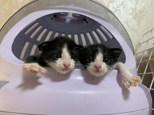 譲渡型、保護猫カフェ 廣島ねこ奉行 ファンクラブ CAMPFIREコミュニティ