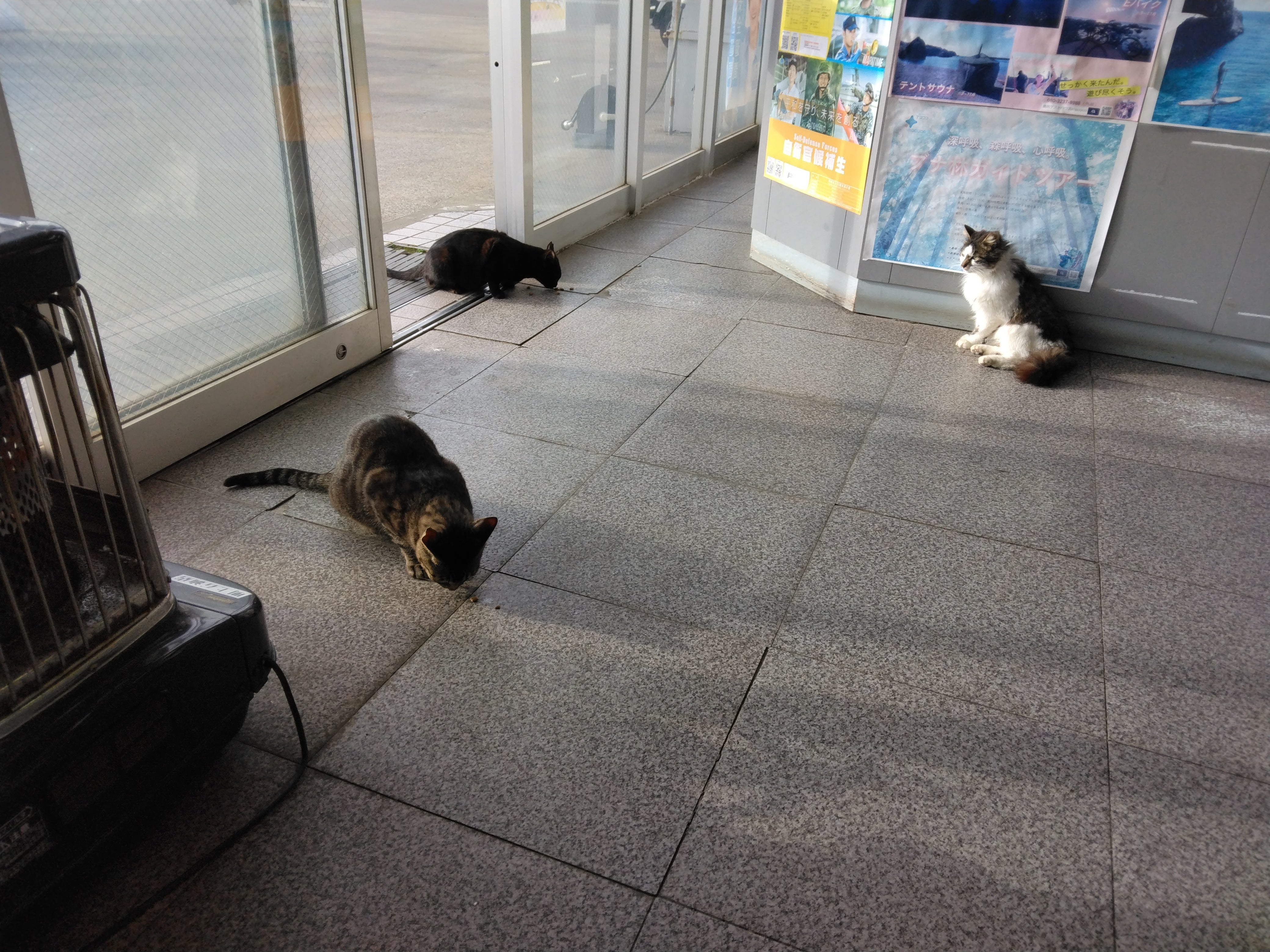 龍脈の精髄 九州産黒水晶 「闇を封じる最強の護り」【保護猫活動支援】 保護猫活動 - CAMPFIRE (キャンプファイヤー)