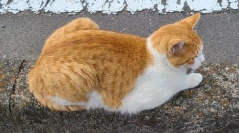 毎月継続】地域猫・保護猫の命を守るTNR活動 - CAMPFIRE (キャンプ