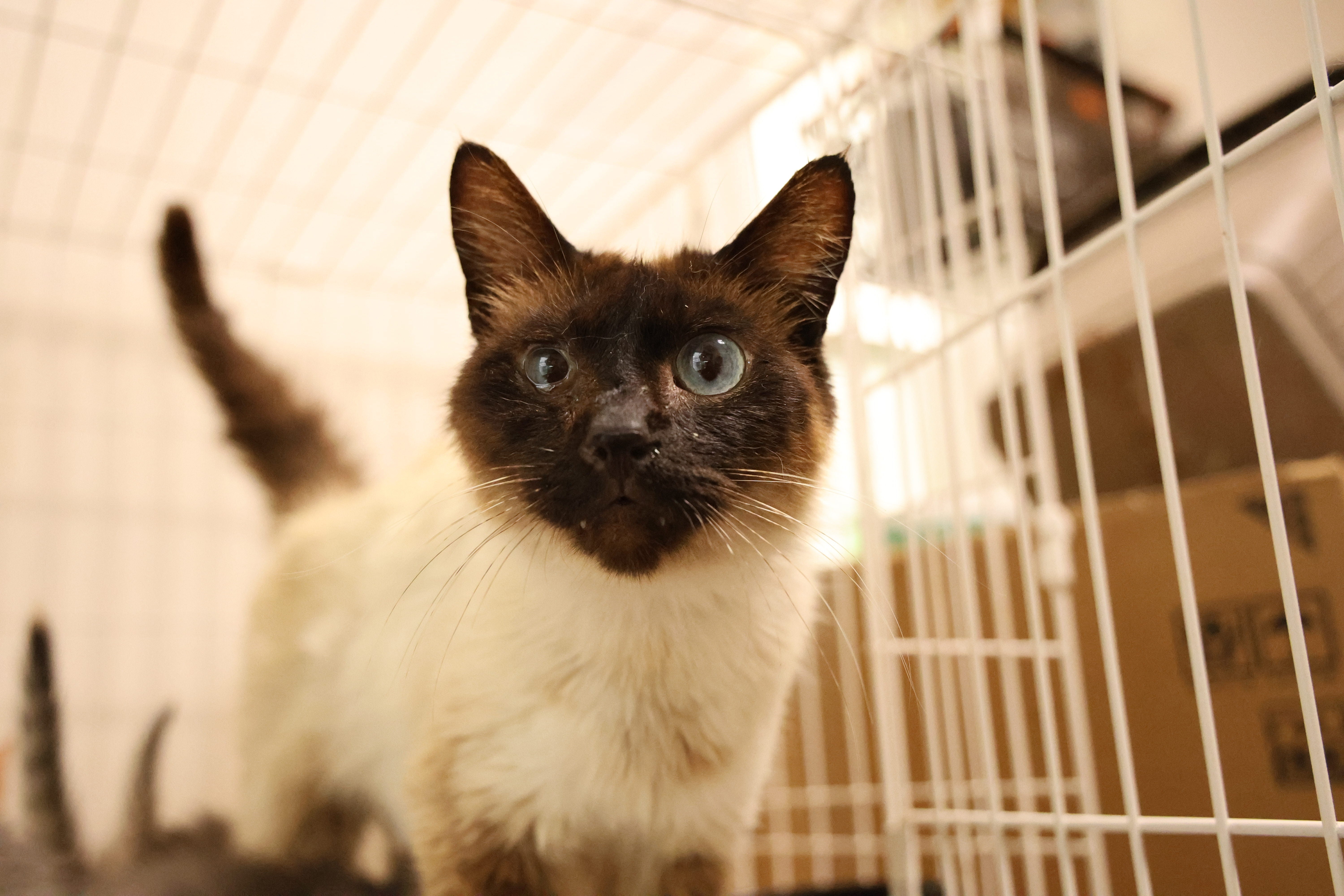 保護猫を救うための支援活動が進行中