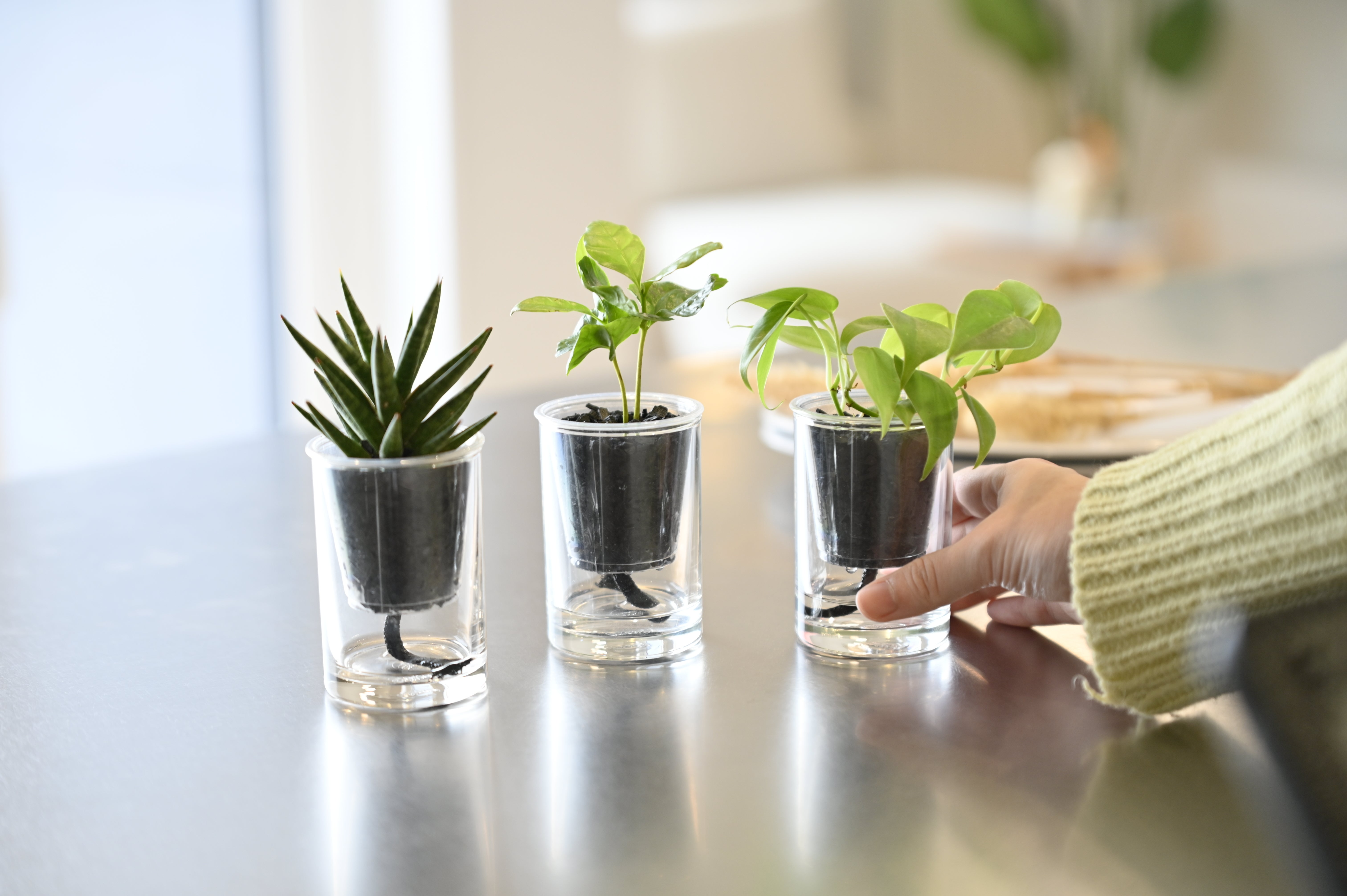 虫かご 植物採集 ブリキ Amazon.co.jp: 昆虫採集セット 虫取り 虫かご 