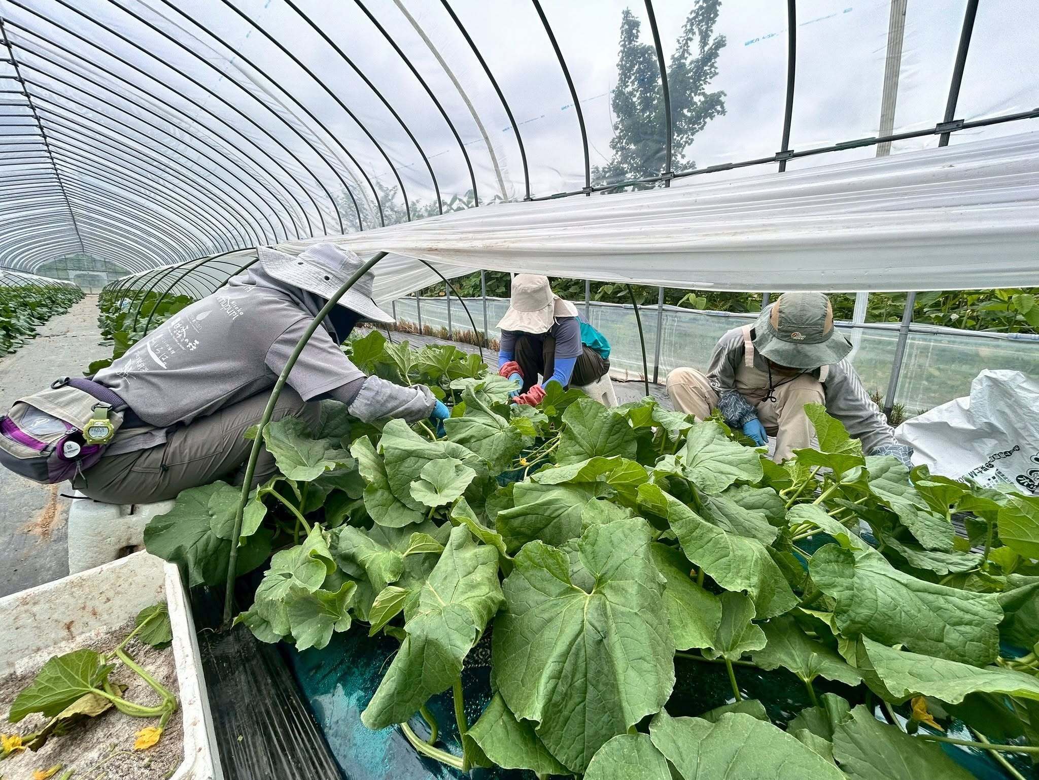 ニセコ町 高橋農園】一玉のために、約6回。高橋農園が手間を惜しまない
