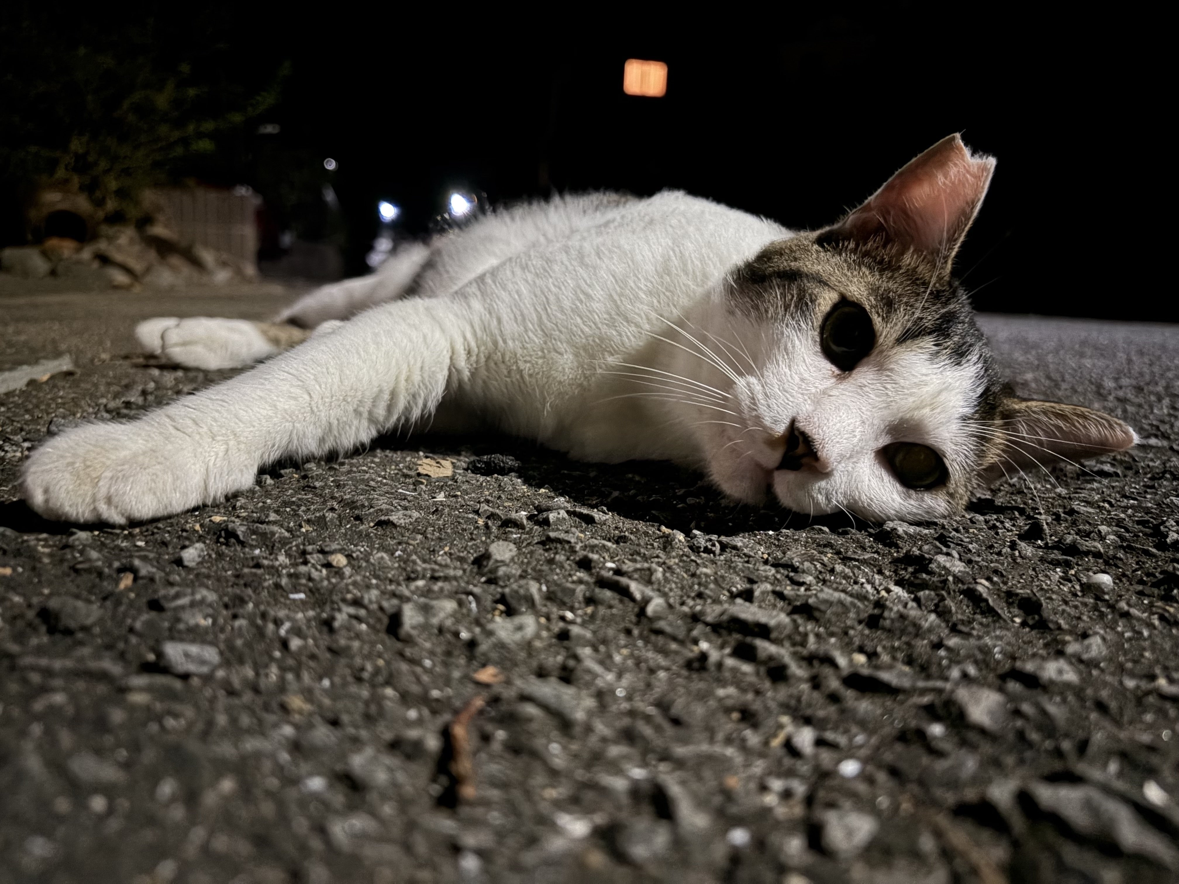 最近の夜の日課』｜【長崎】地域猫・保護猫TNR継続｜23匹の命を守る