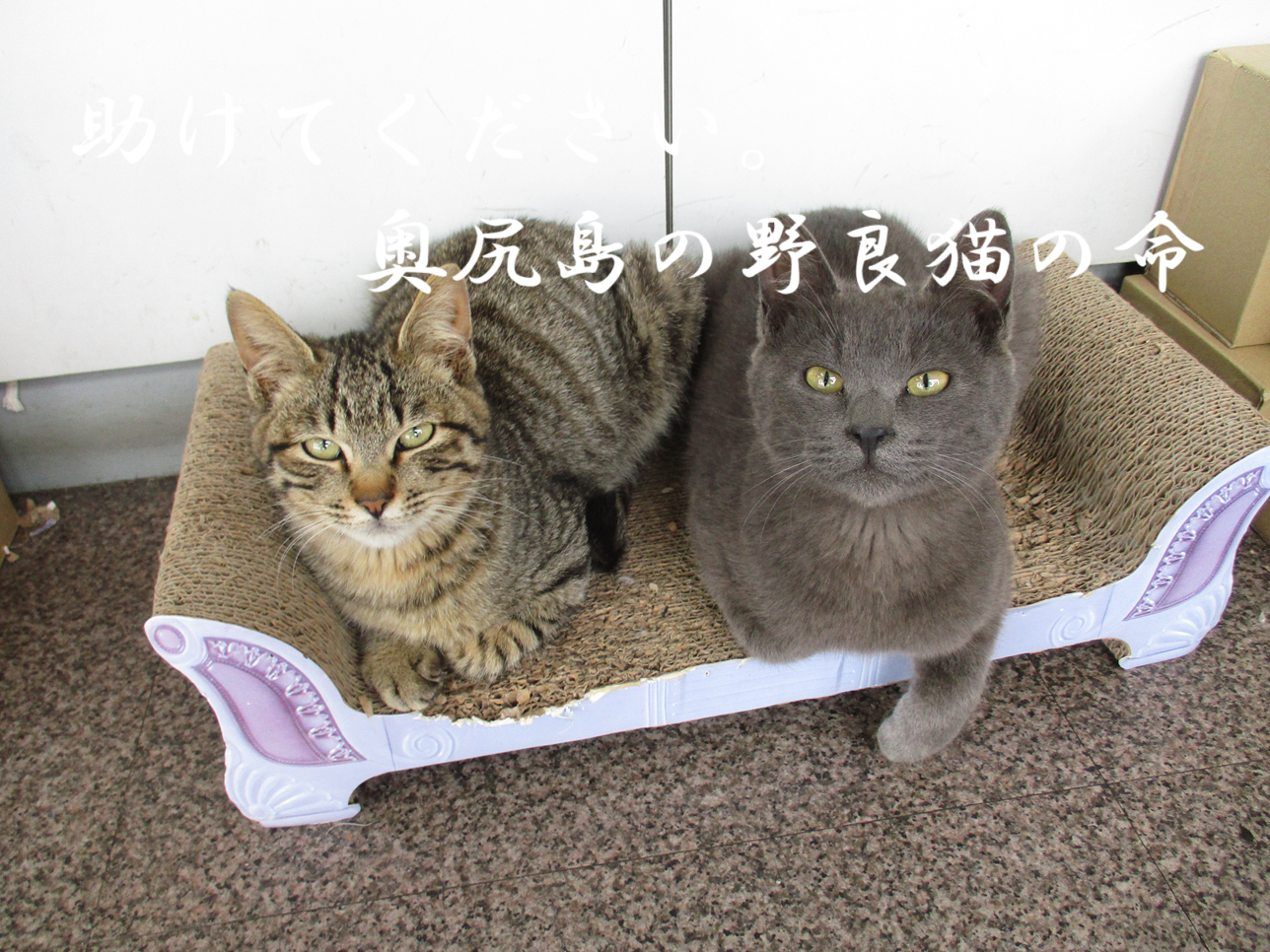 龍脈の精髄 宮崎県産水晶クラスター「聖域を生む結晶の調和」　保護猫支援 20250430.png?auto=format&fit=