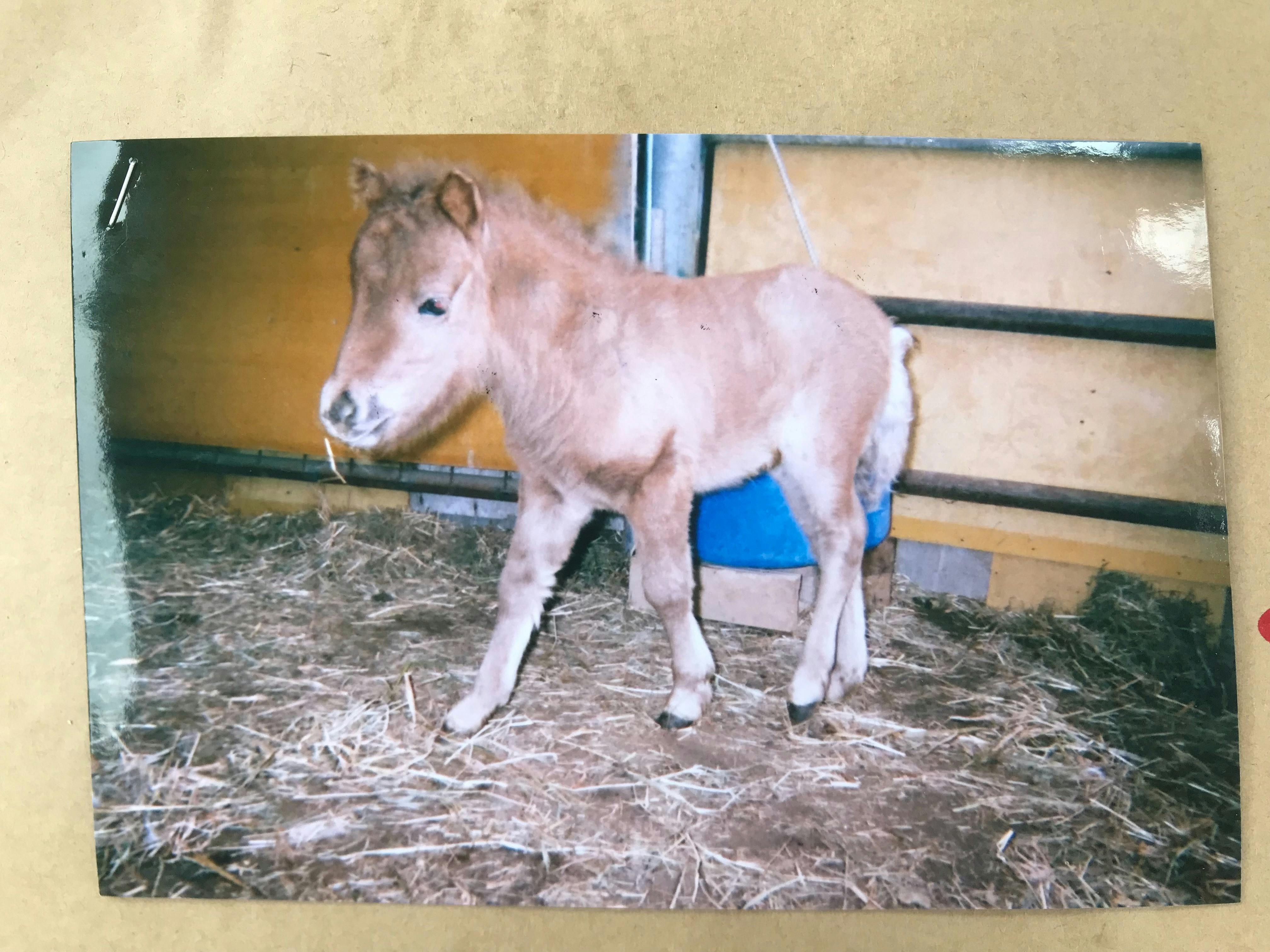 こどもたちへ 動物との絆から命の大切さを感じてほしい 栃木市ふじおか幼稚園の挑戦アクティビティ Campfire キャンプファイヤー こどもたちへ 動物との絆から命の大切さを感じてほしい 栃木市ふじおか幼稚園の挑戦アクティビティ Campfire キャンプファイヤー