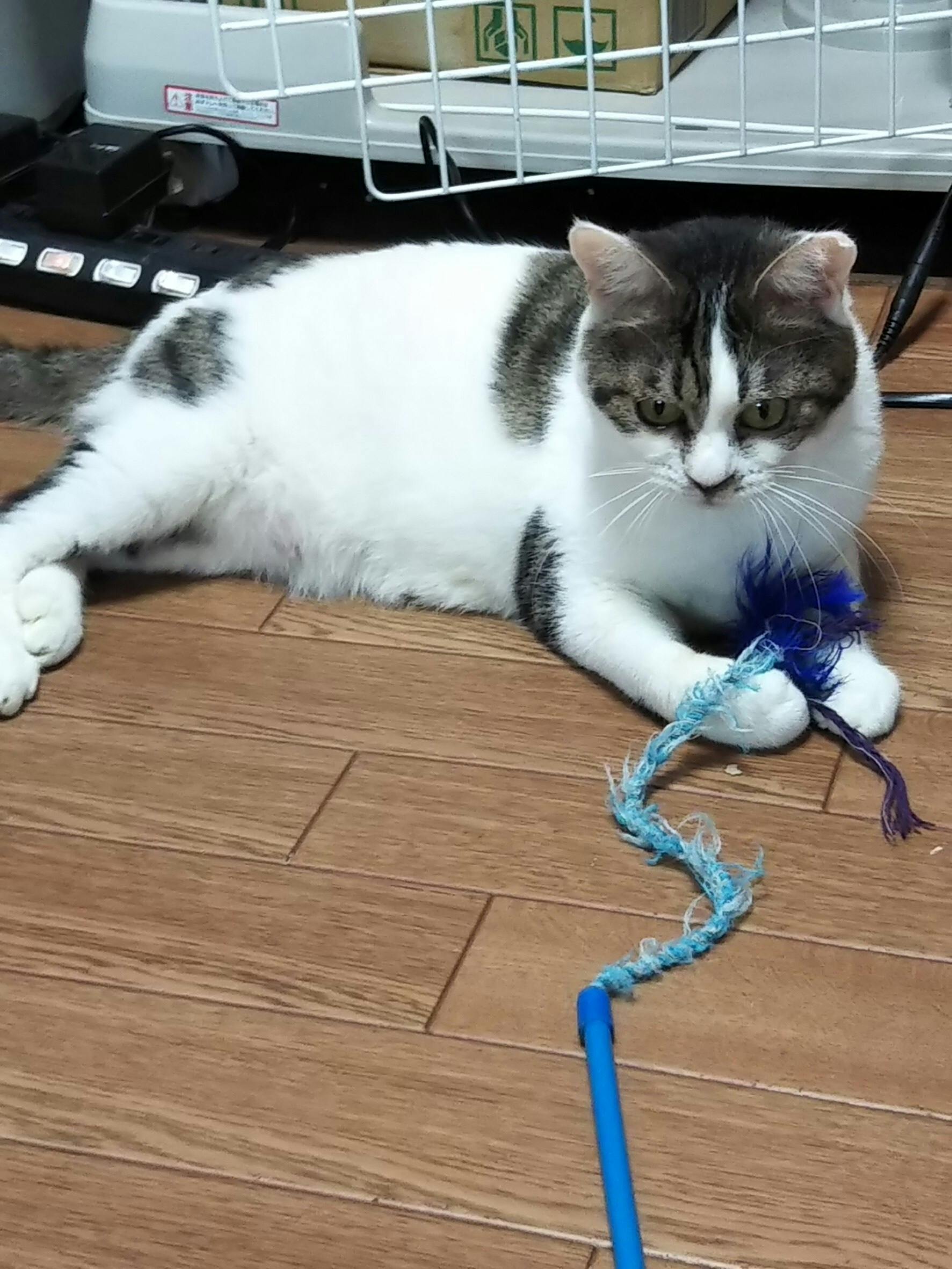 ゴミ屋敷から90頭の猫を救い出したい アクティビティ Campfire キャンプファイヤー ゴミ屋敷から90頭の猫を救い出したい アクティビティ Campfire キャンプファイヤー
