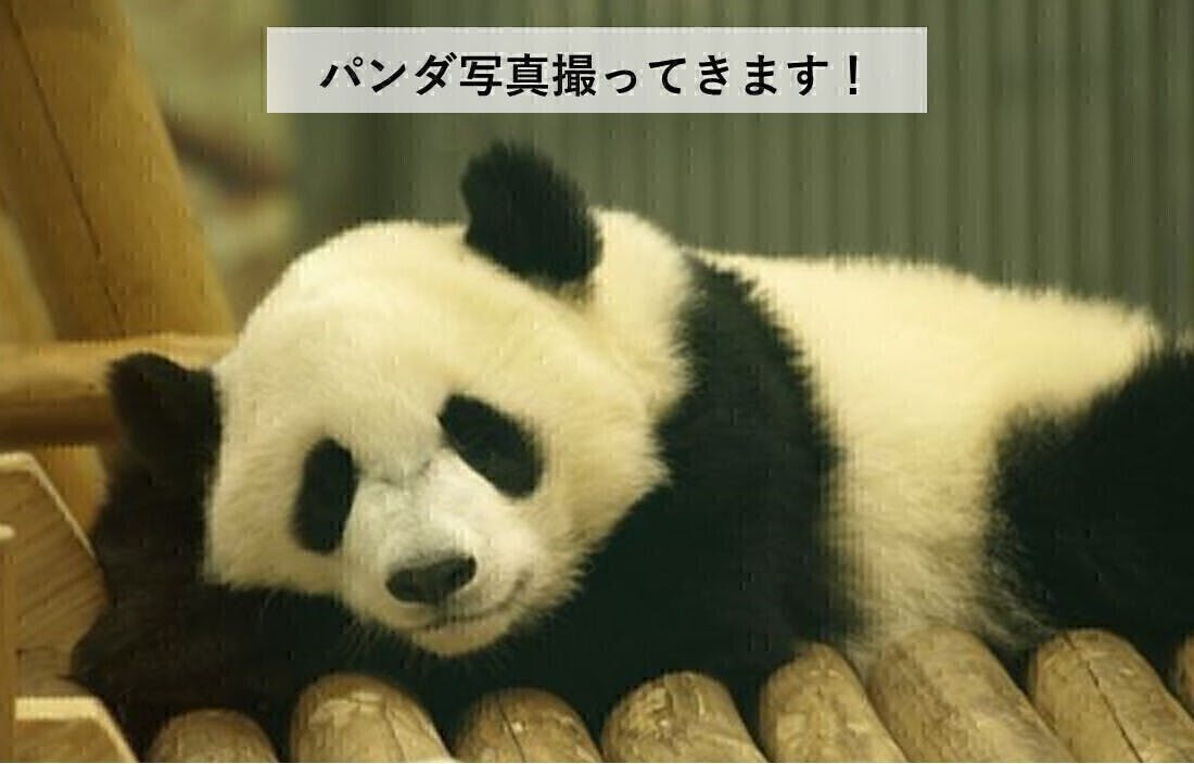 自分とひとの可能性を信じ 体現し続けるために 中国にパンダインターンに行きたい Campfire キャンプファイヤー 自分とひとの可能性を信じ 体現し続けるために 中国にパンダインターンに行きたい Campfire キャンプファイヤー