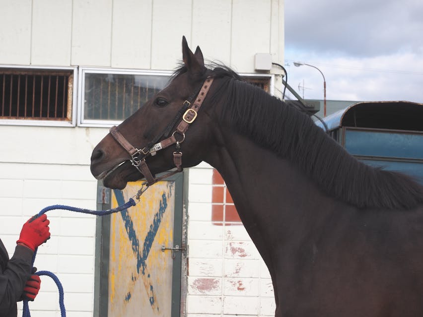 トウカイテイオー後継種牡馬プロジェクト・クワイトファイン種牡馬入りへの道トウカイテイオー後継種牡馬プロジェクト・クワイトファイン種牡馬入りへの道