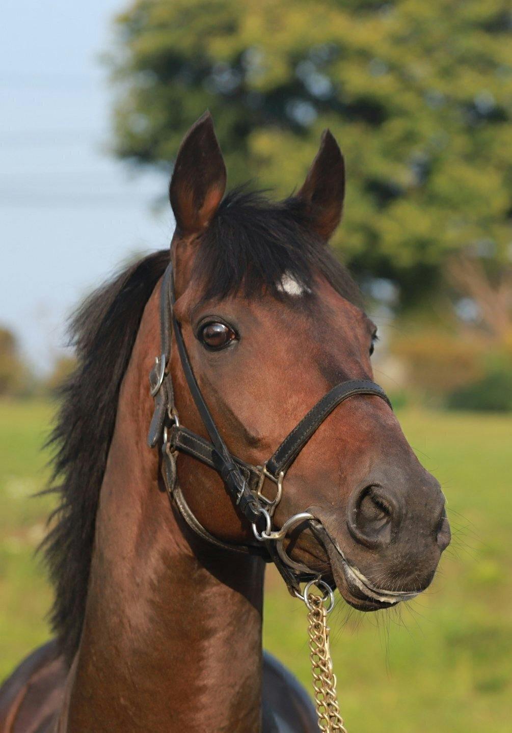 種牡馬トウカイテイオー号☆たてがみカード＆種牡馬パンフレット