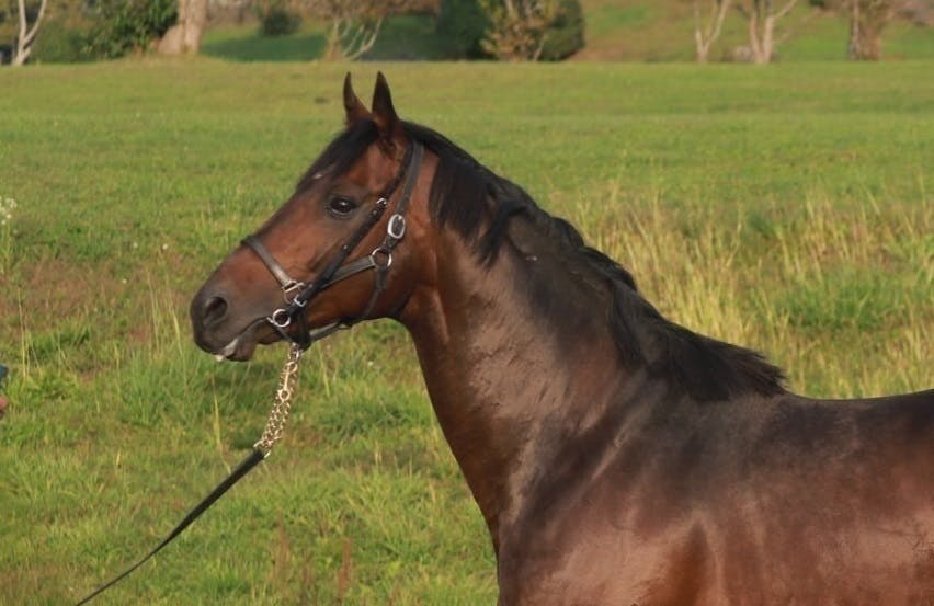 トウカイテイオー後継種牡馬プロジェクト・クワイトファイン種牡馬入り