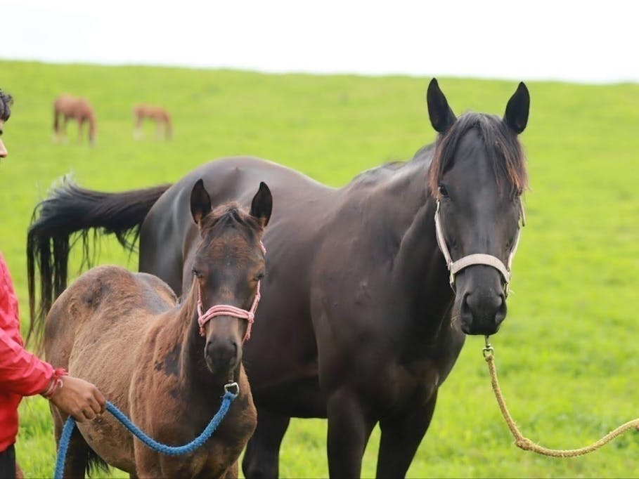 トウカイテイオー後継種牡馬プロジェクト・クワイトファイン種牡馬入りへの道トウカイテイオー後継種牡馬プロジェクト・クワイトファイン種牡馬入りへの道