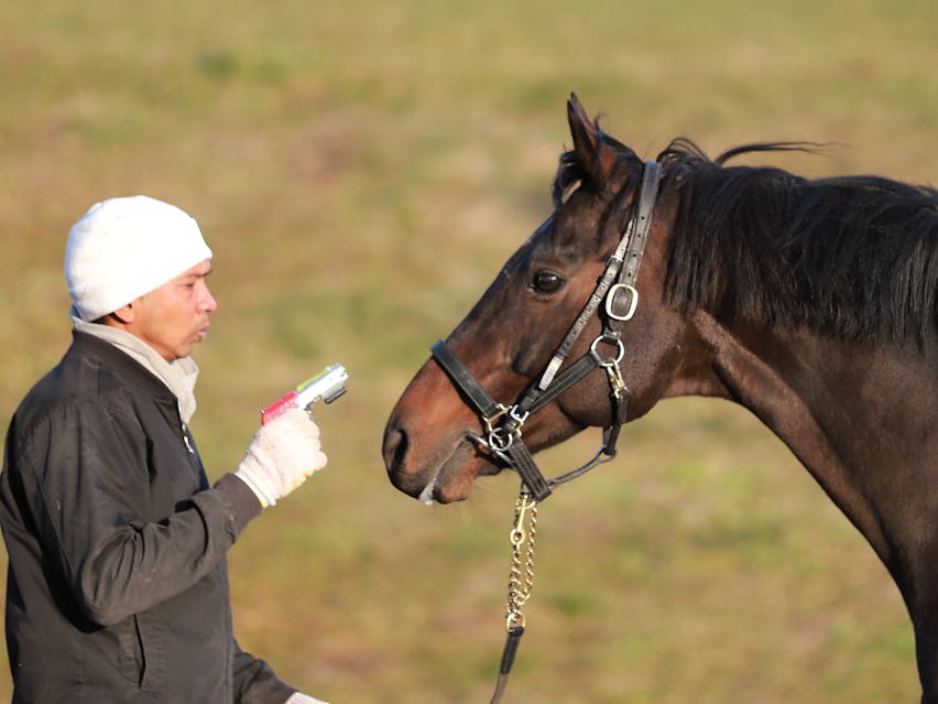 トウカイテイオー後継種牡馬プロジェクト・クワイトファイン種牡馬入りへの道トウカイテイオー後継種牡馬プロジェクト・クワイトファイン種牡馬入りへの道