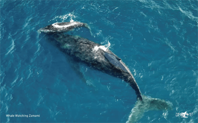仔クジラをふるさとの地へ帰したい 座間味村のザトウクジラ骨格標本プロジェクト Campfire キャンプファイヤー 仔クジラをふるさとの地へ帰したい 座間味村のザトウクジラ骨格標本プロジェクト Campfire キャンプファイヤー