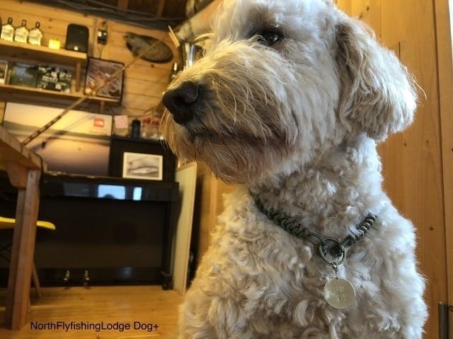釣り旅 犬旅 みんなが一緒に泊まれるお部屋を作りたい Campfire キャンプファイヤー 釣り旅 犬旅 みんなが一緒に泊まれるお部屋を作りたい Campfire キャンプファイヤー