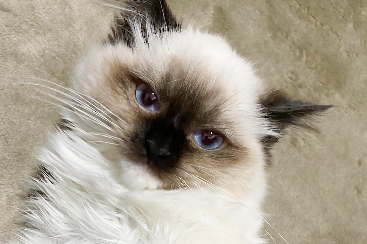 生後5ヶ月の子猫 致死率99 9 のfipという難病から救いたいアクティビティ Campfire キャンプファイヤー 生後5ヶ月の子猫 致死率99 9 のfipという難病から救いたいアクティビティ Campfire キャンプファイヤー