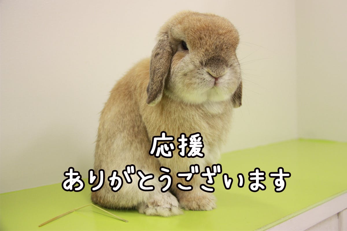 コロナの影響で売り上げ激減 うさぎと店の従業員を助けてください Campfire キャンプファイヤー コロナの影響で売り上げ激減 うさぎと店の従業員を助けてください Campfire キャンプファイヤー