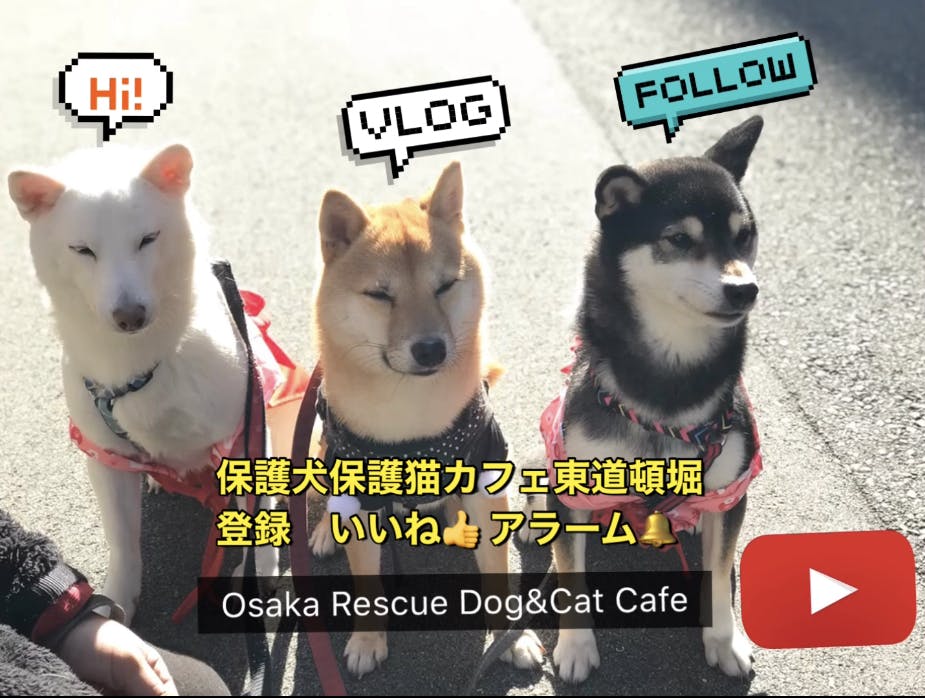 緊急4月来客0 保護犬 保護猫の安全な場所を守りたい Campfire キャンプファイヤー 緊急4月来客0 保護犬 保護猫の安全な場所を守りたい Campfire キャンプファイヤー