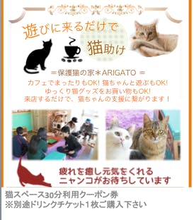 コクシジウムと死闘の戦い 頑張れ子猫たち Campfire キャンプファイヤー