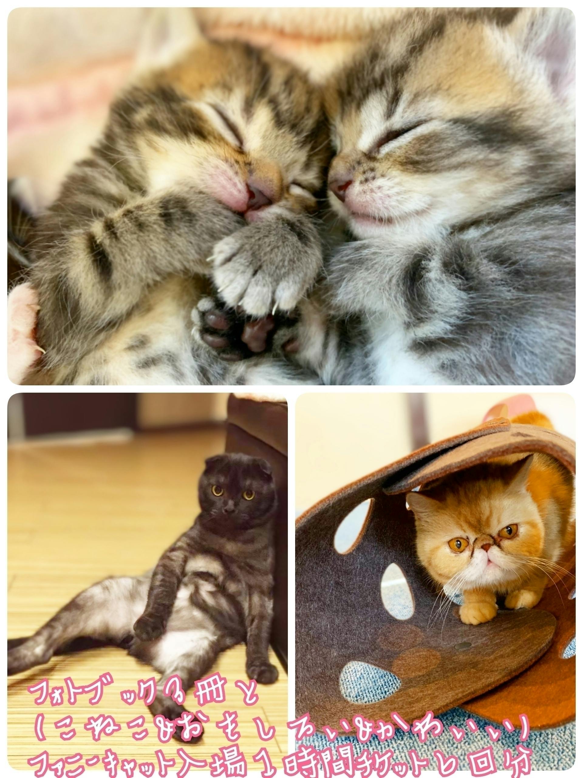 新型コロナで保護猫カフェ継続の危機 保護猫達を守りたい Campfire キャンプファイヤー 新型コロナで保護猫カフェ継続の危機 保護猫達を守りたい Campfire キャンプファイヤー
