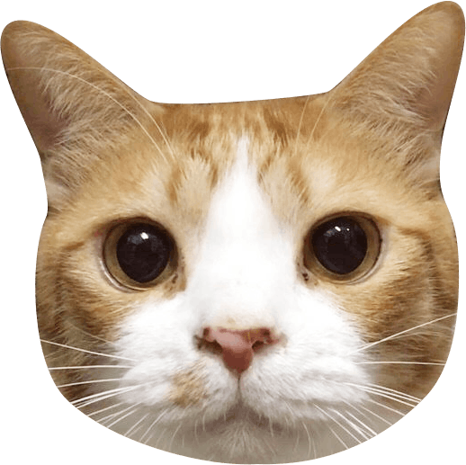 新型コロナウイルスの影響を受けても保護猫活動を続けたい Campfire キャンプファイヤー 新型コロナウイルスの影響を受けても保護猫活動を続けたい Campfire キャンプファイヤー