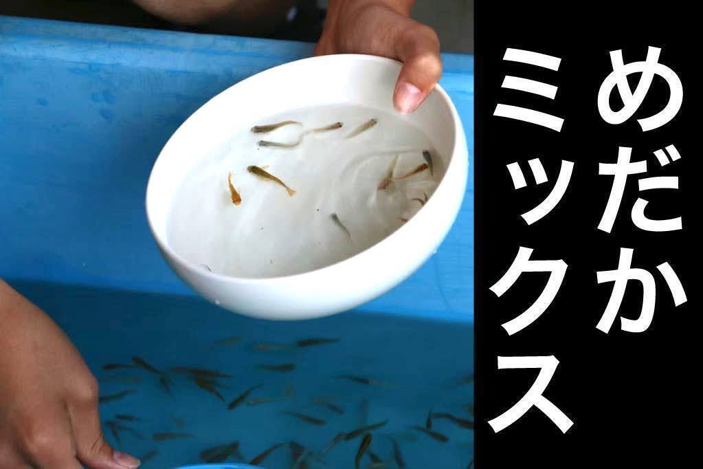 黒江めった祭りが中止に 約3000匹のめだかを救ってください Campfire キャンプファイヤー 黒江めった祭りが中止に 約3000匹のめだかを救ってください Campfire キャンプファイヤー