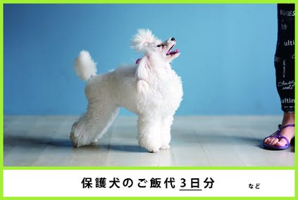 犬と人を繋げて幸せにcafe 香川殺処分ワーストワンから脱却を Campfire キャンプファイヤー