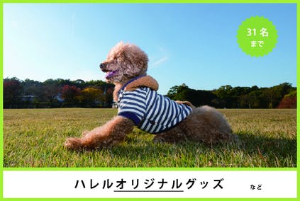 犬と人を繋げて幸せにcafe 香川殺処分ワーストワンから脱却を Campfire キャンプファイヤー