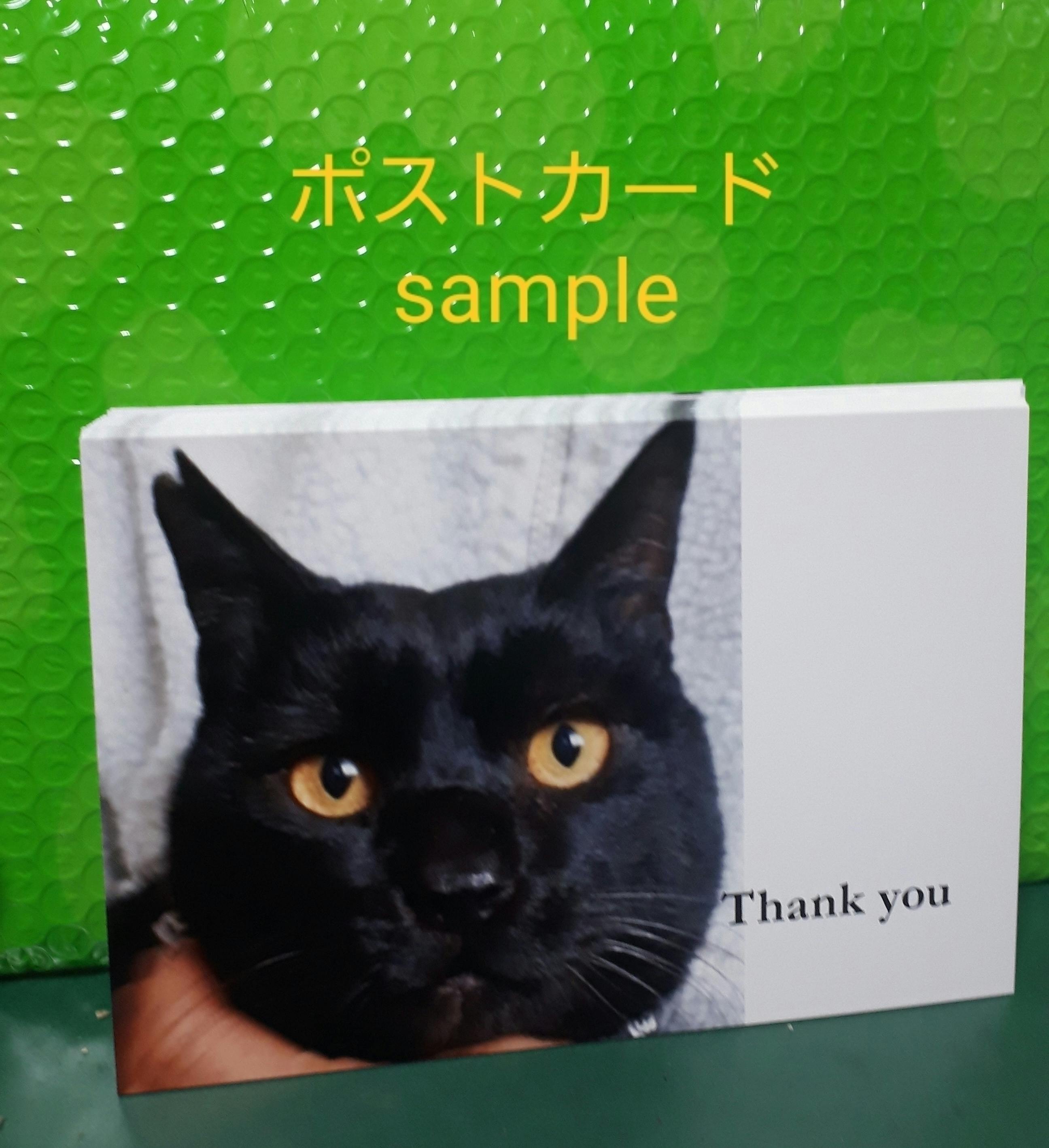 怪我をした野良猫青ちゃんの治療費と今後の活動のご支援お願いします 