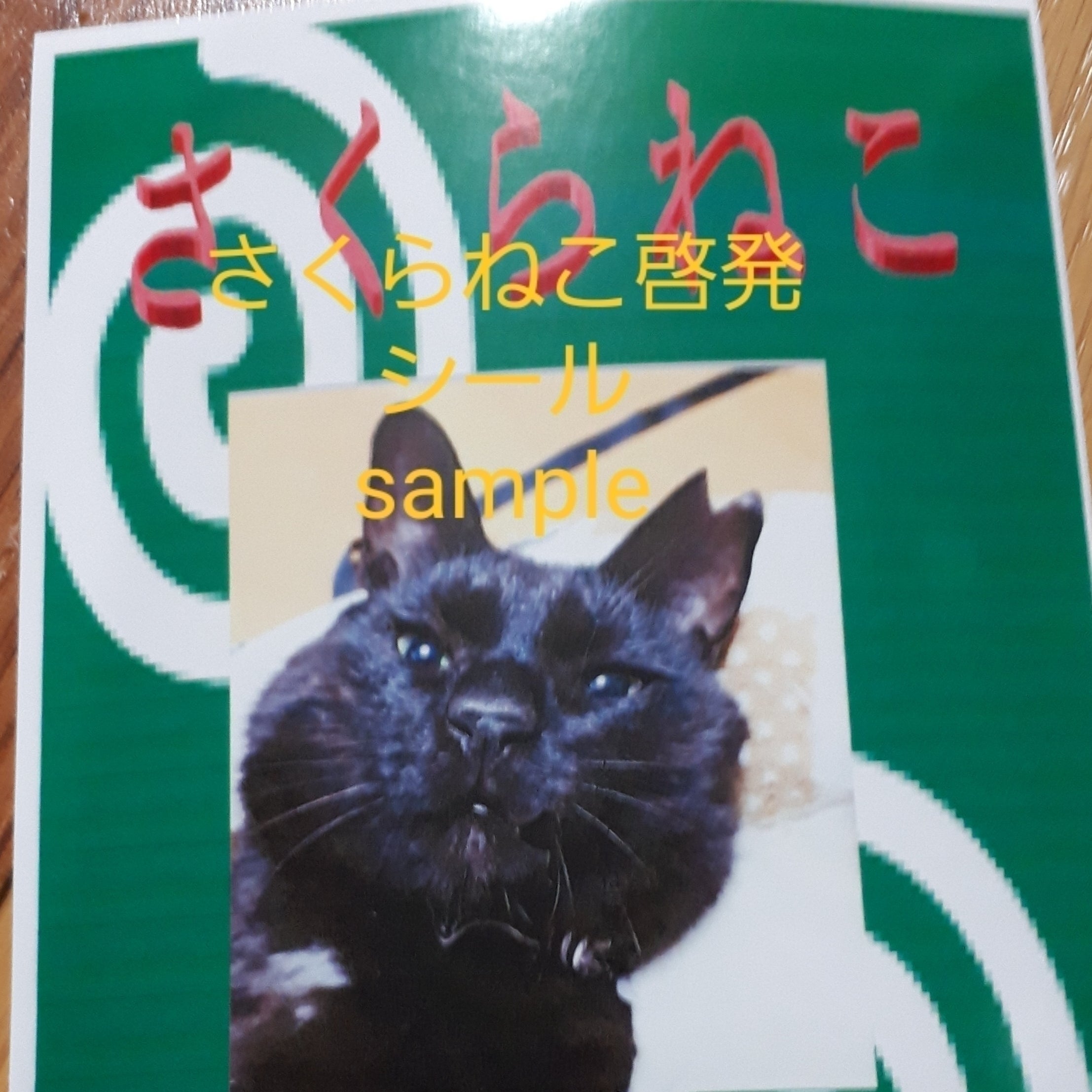 怪我をした野良猫青ちゃんの治療費と今後の活動のご支援お願いします