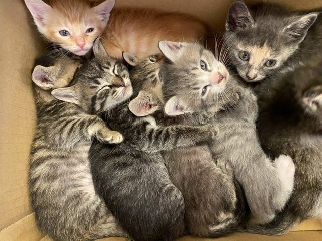 コロナに負けるな コロナ第2波 第3波から保護猫かふぇを守りたい へのコメント Campfire キャンプファイヤー コロナに負けるな コロナ第2波 第3波から保護猫かふぇを守りたい へのコメント Campfire キャンプファイヤー