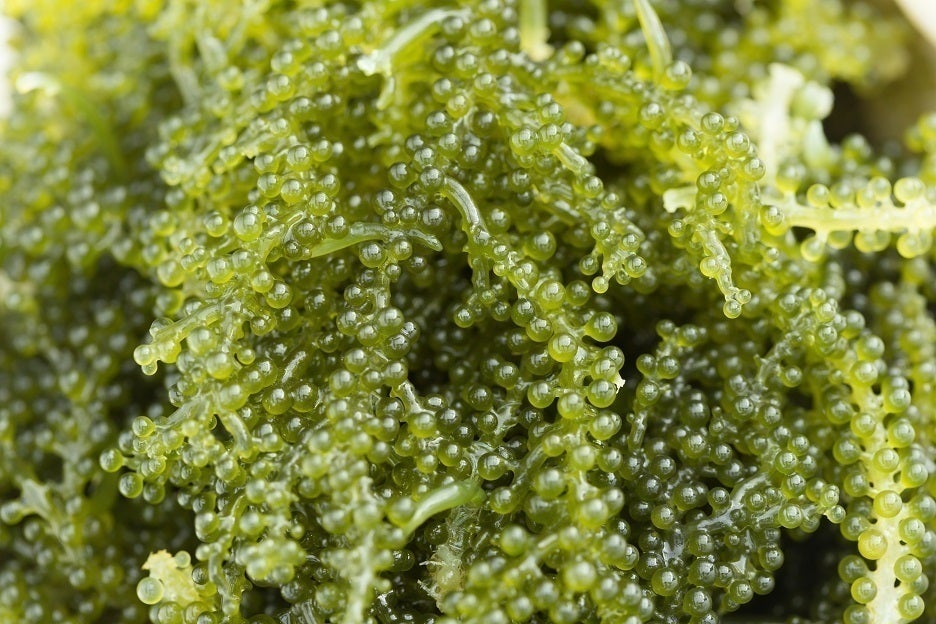 収穫作業 Campfire キャンプファイヤー