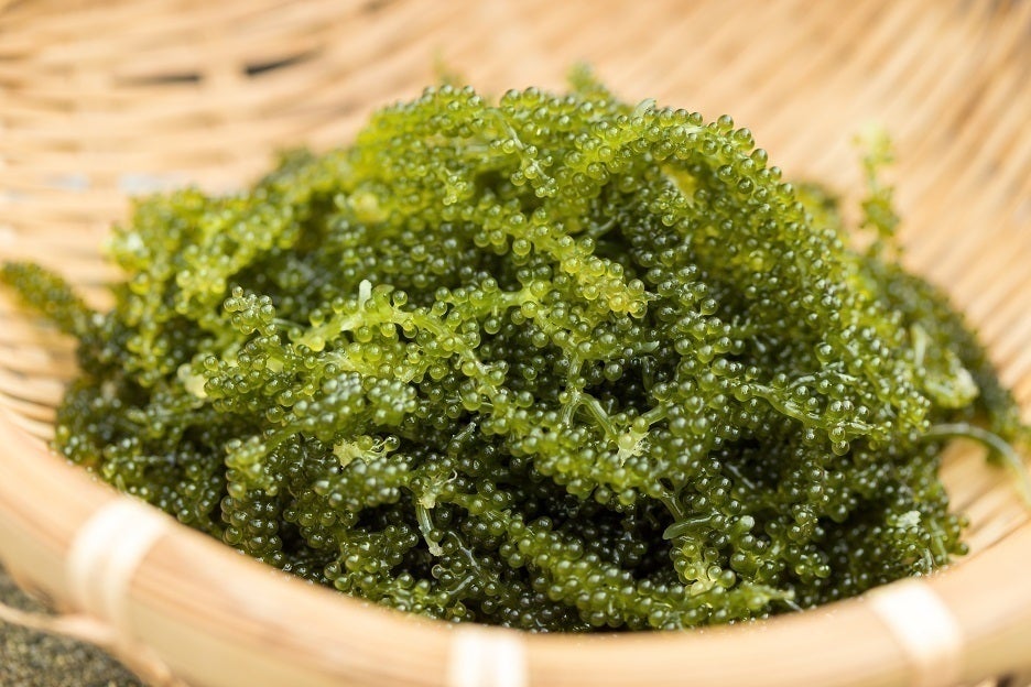 コロナに絶対負けない 沖縄の海ぶどう直売所を助けてください