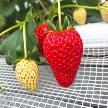 コロナに負けない いちご農園のピンチを救うビール 発泡酒 醸造 Campfire キャンプファイヤー