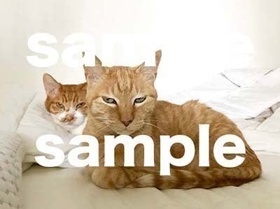 お願いします］小茶猫（こちゃねこ）を助けたいです。お力を貸して 